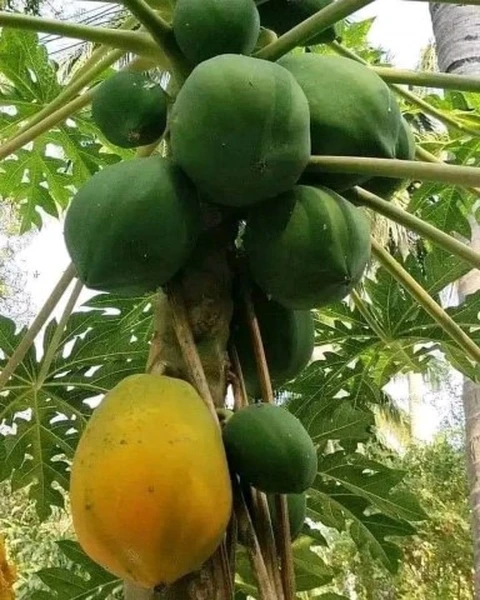 Papayer