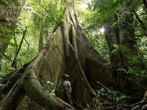 Un arbre