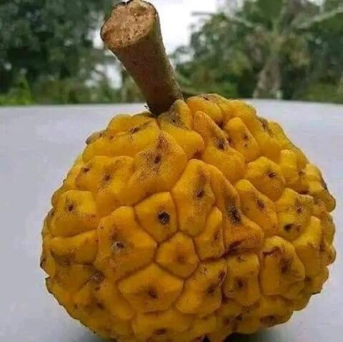 ìɗok